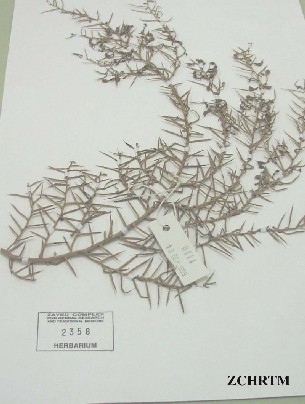 Herbarium Sample