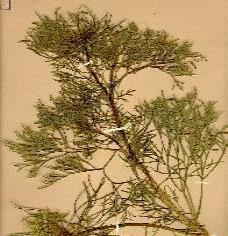 Herbarium Sample