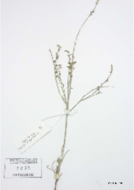 Herbarium Sample