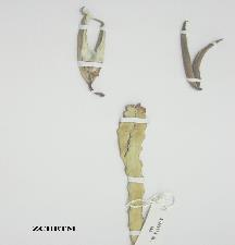 Herbarium Sample