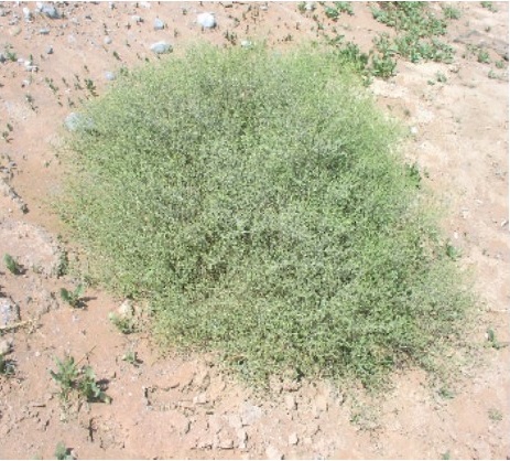 Whole plant