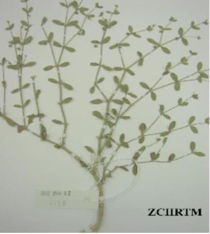 Herbarium Sample