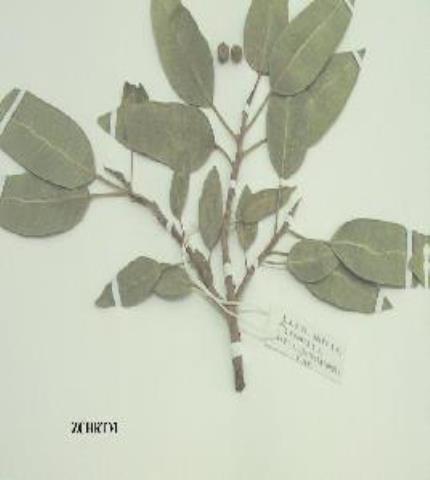 Herbarium Sample