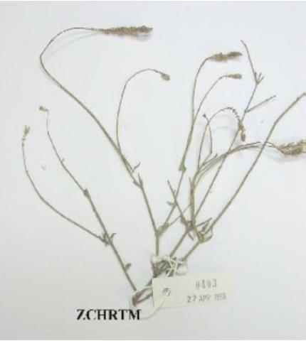 Herbarium Sample