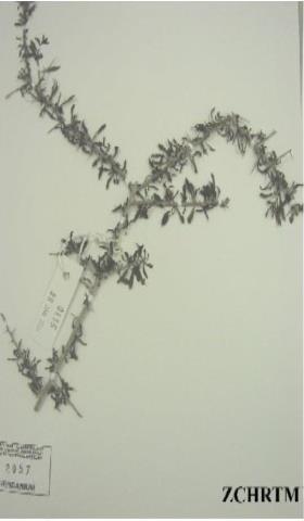 Herbarium Sample