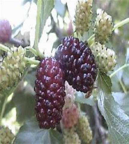 Fruit