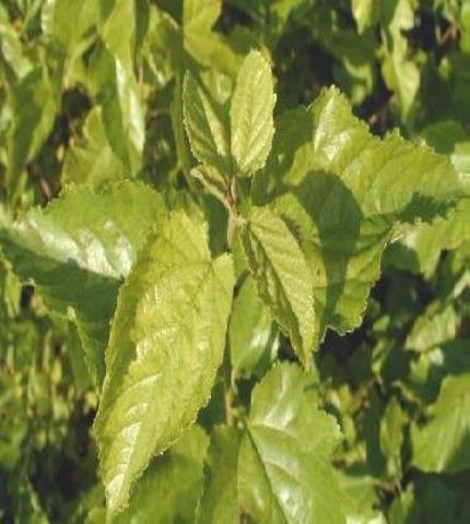 Leaves