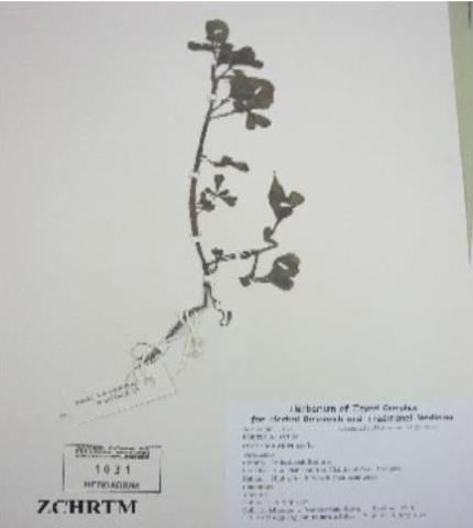 Herbarium Sample