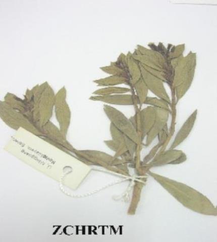 Herbarium Sample