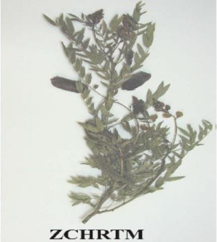 Herbarium Sample