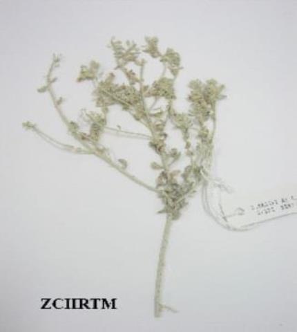 Herbarium Sample