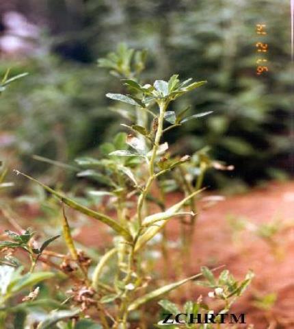 Whole Plant