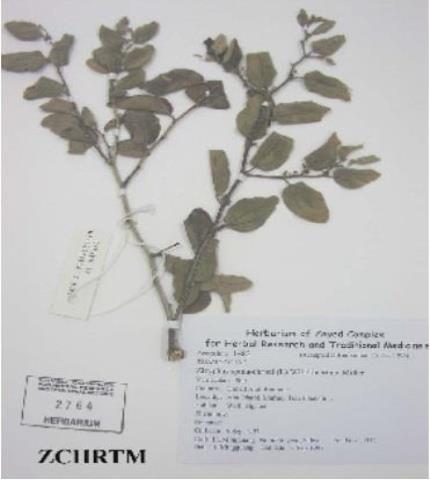 Herbarium Sample