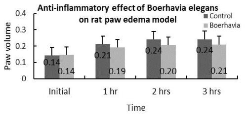 Anti-inflammatory effect of B. elegans