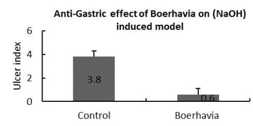 Antigastric effect of B elegans