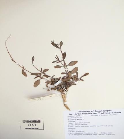 Herbarium specimen