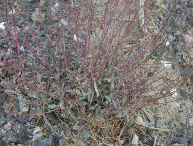 Whole plant