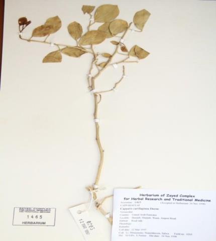 Herbarium specimen