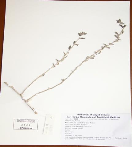 Herbarium specimen