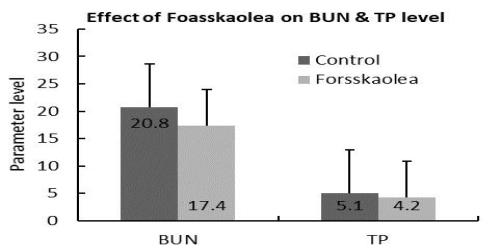 Effect on BUN  TP level