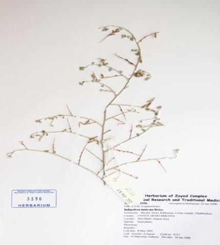 Herbarium specimen