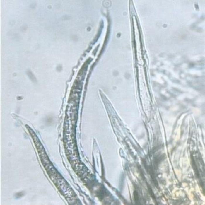 T-shaped covering trichomes 