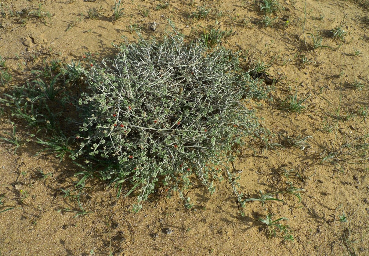 Whole plant