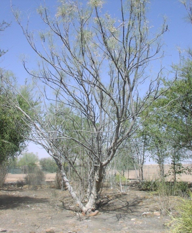 Whole plant