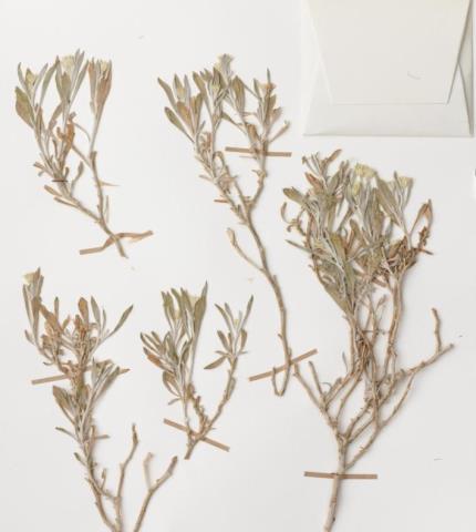 Herbarium specimen