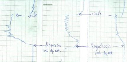 Contraction effect on rat fundus