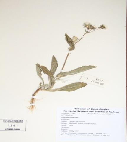 Herbarium specimen