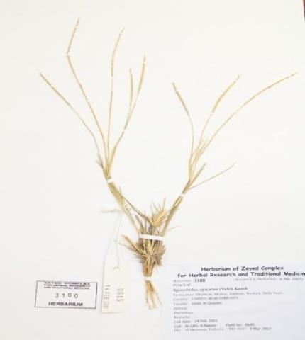 Herbarium specimen