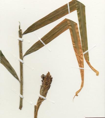 Herbarium specimen