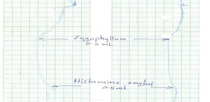 Effect on Guinea pig tracheal chain