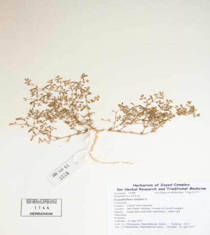 Herbarium specimen