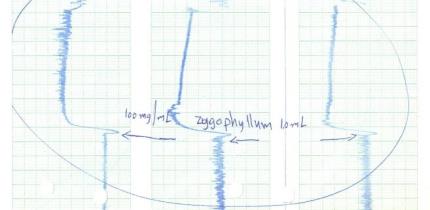 Spontaneous contraction effect on rabbit jejunum