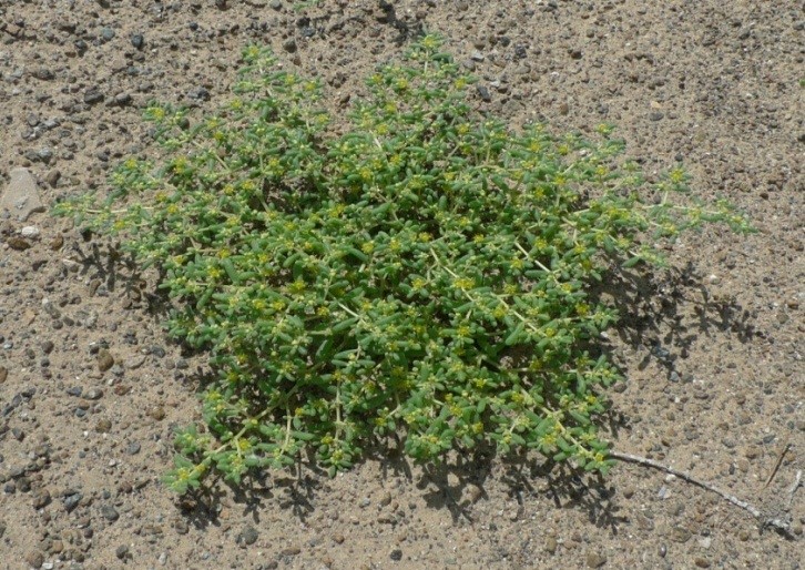 Whole Plant