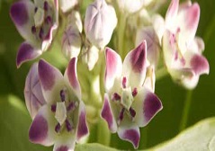 Calotropis procera (Aiton)