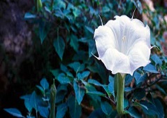 Datura stramonium