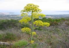 Ferula asafetida plant