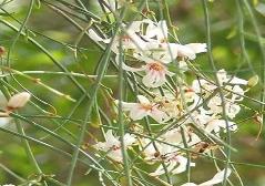 Moringa Peregrina Flower