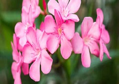 Nerium oleander