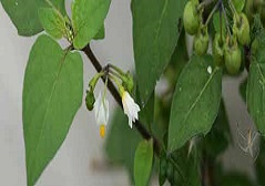 Solanum nigrum