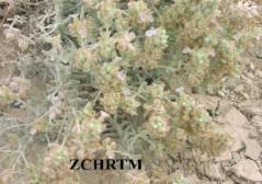 Teucrium stocksianum plant