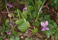 Viola odorata Plant